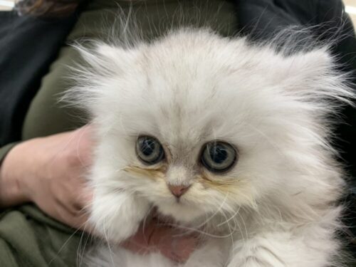 ペルシャ猫
