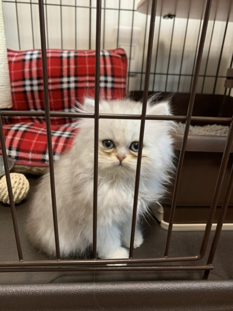ペルシャ猫