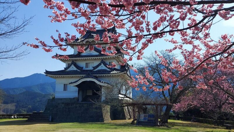 宇和島城と桜
