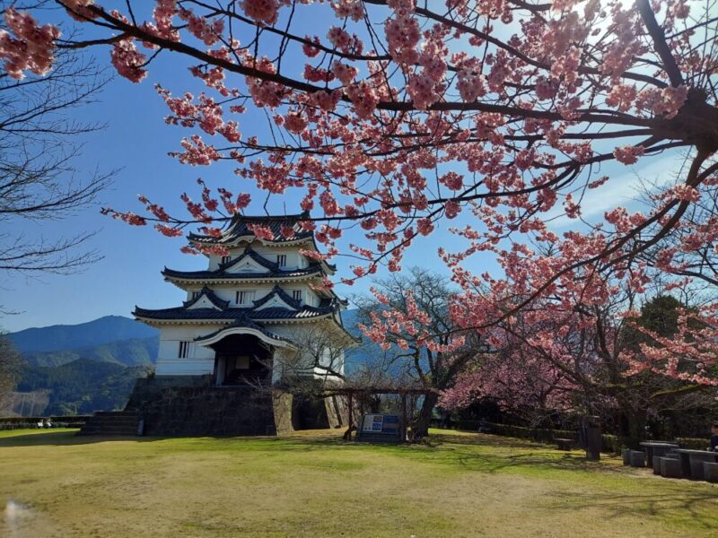 宇和島城と桜