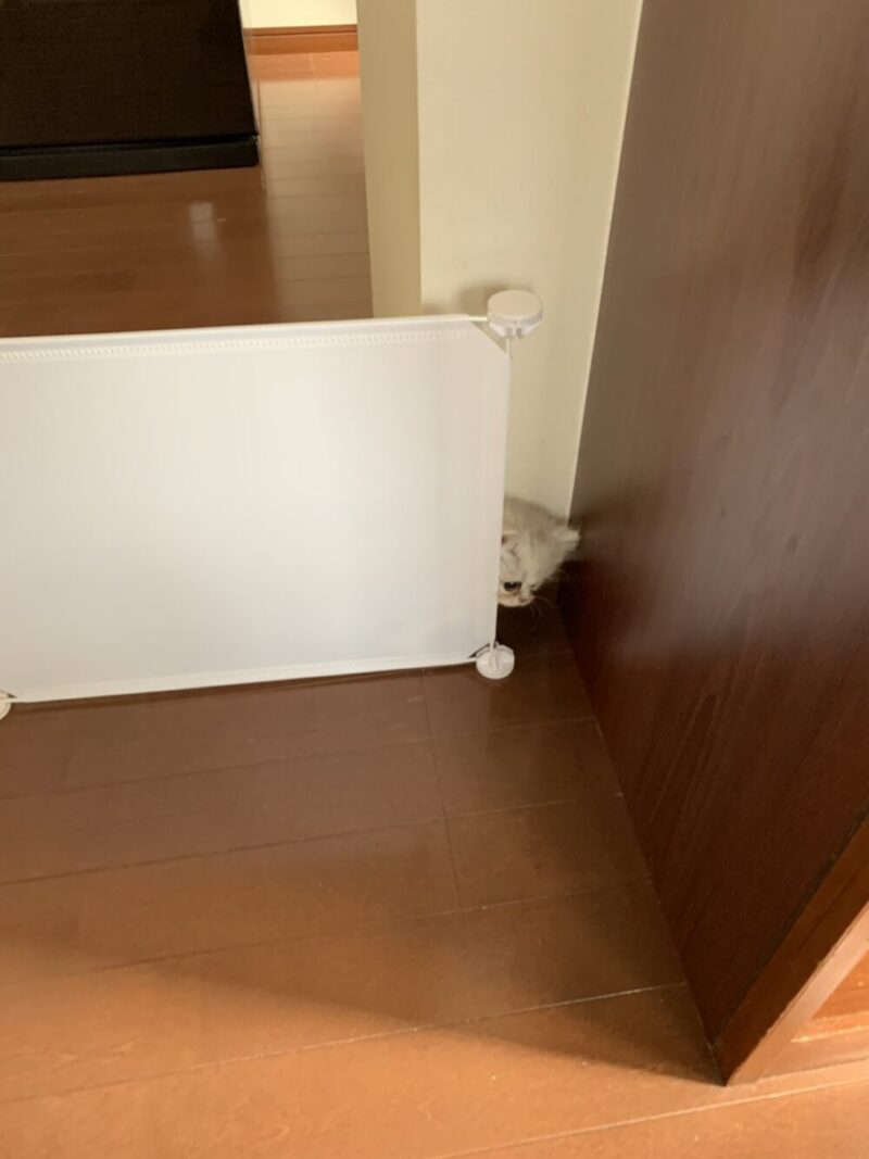 ペルシャ猫