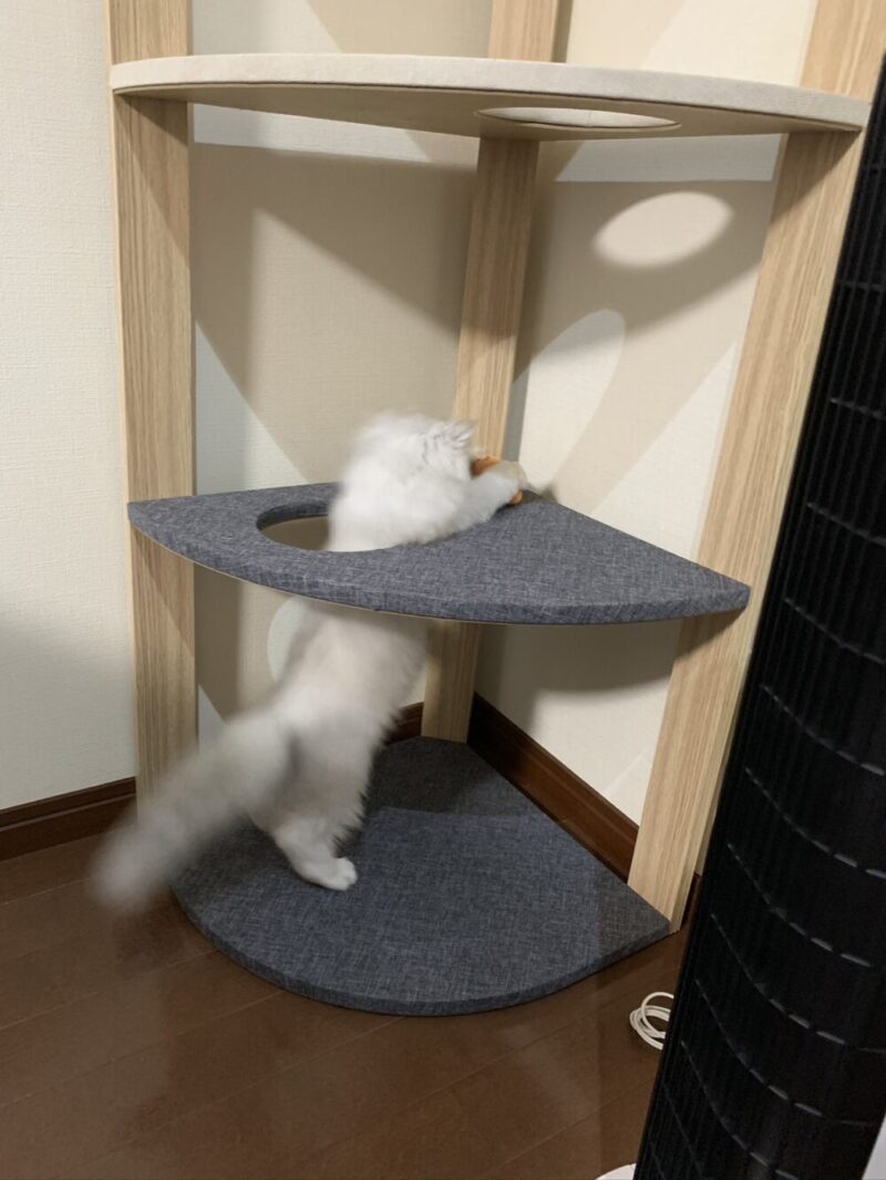 ペルシャ猫