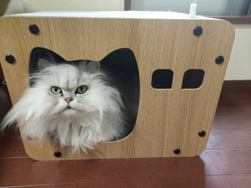 ペルシャ猫、爪とぎ